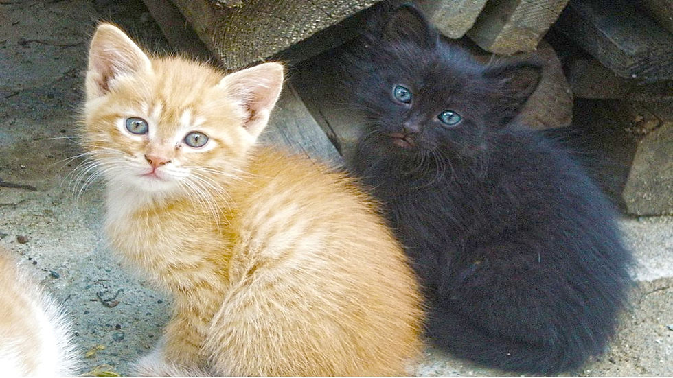 Cat love. Sad story in the life of cats.