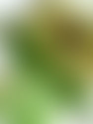 Pesto Mahi Mahi with Zucchini Rice and Green Beans