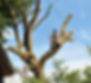 élagage arbre_edited.jpg