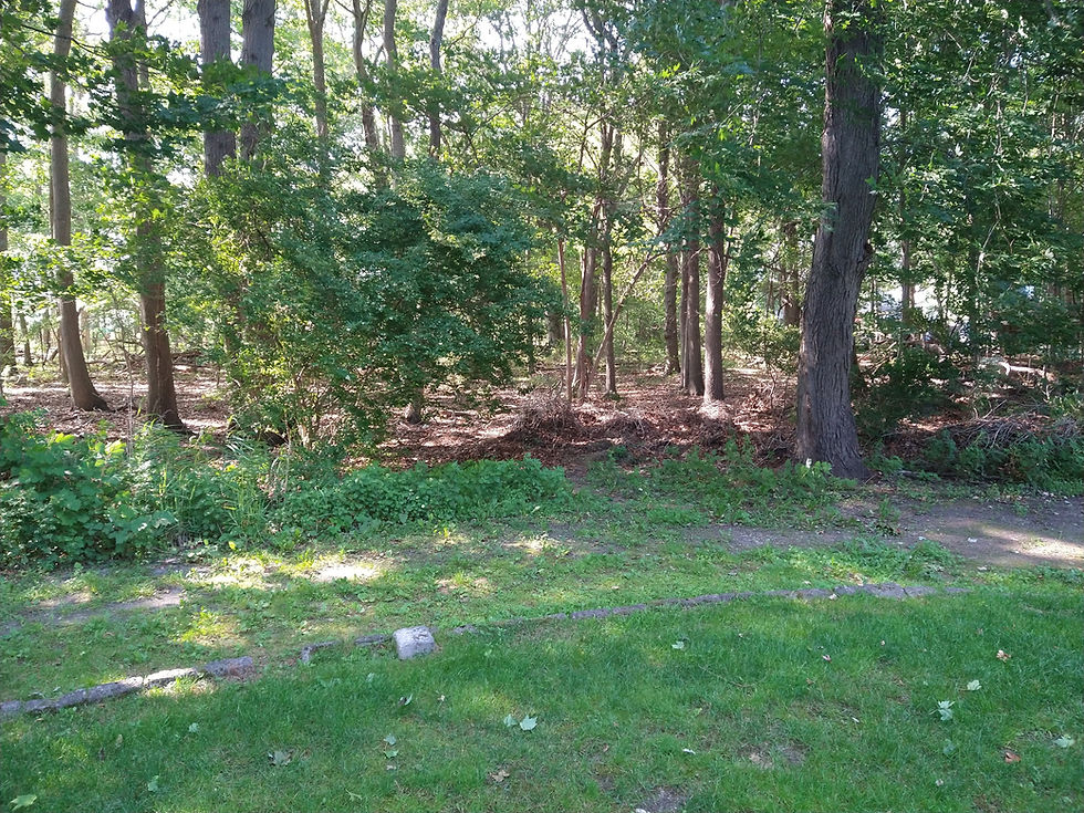 The View from Our Back Door