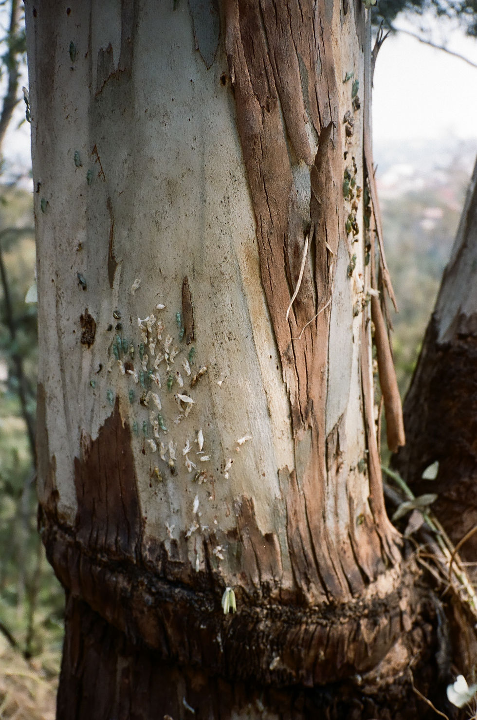 Photo: Andy Allen-Olivar