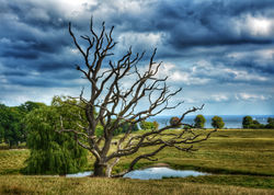 Dyrehaven Kopenhag Danimarka, Eylül 2016