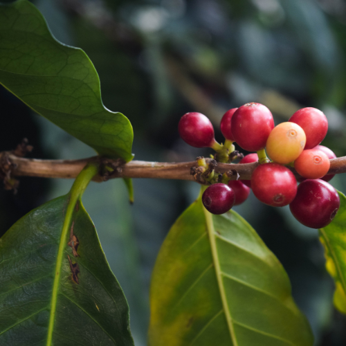Parque do Café Colombia