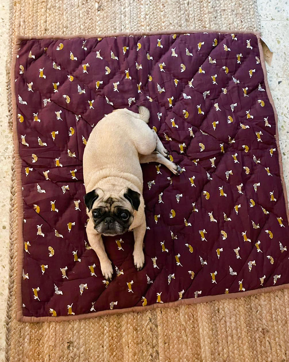 dog bed