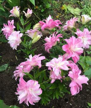 IMG_5004.jpeg