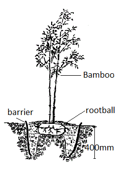 inground bamboo planting diagram