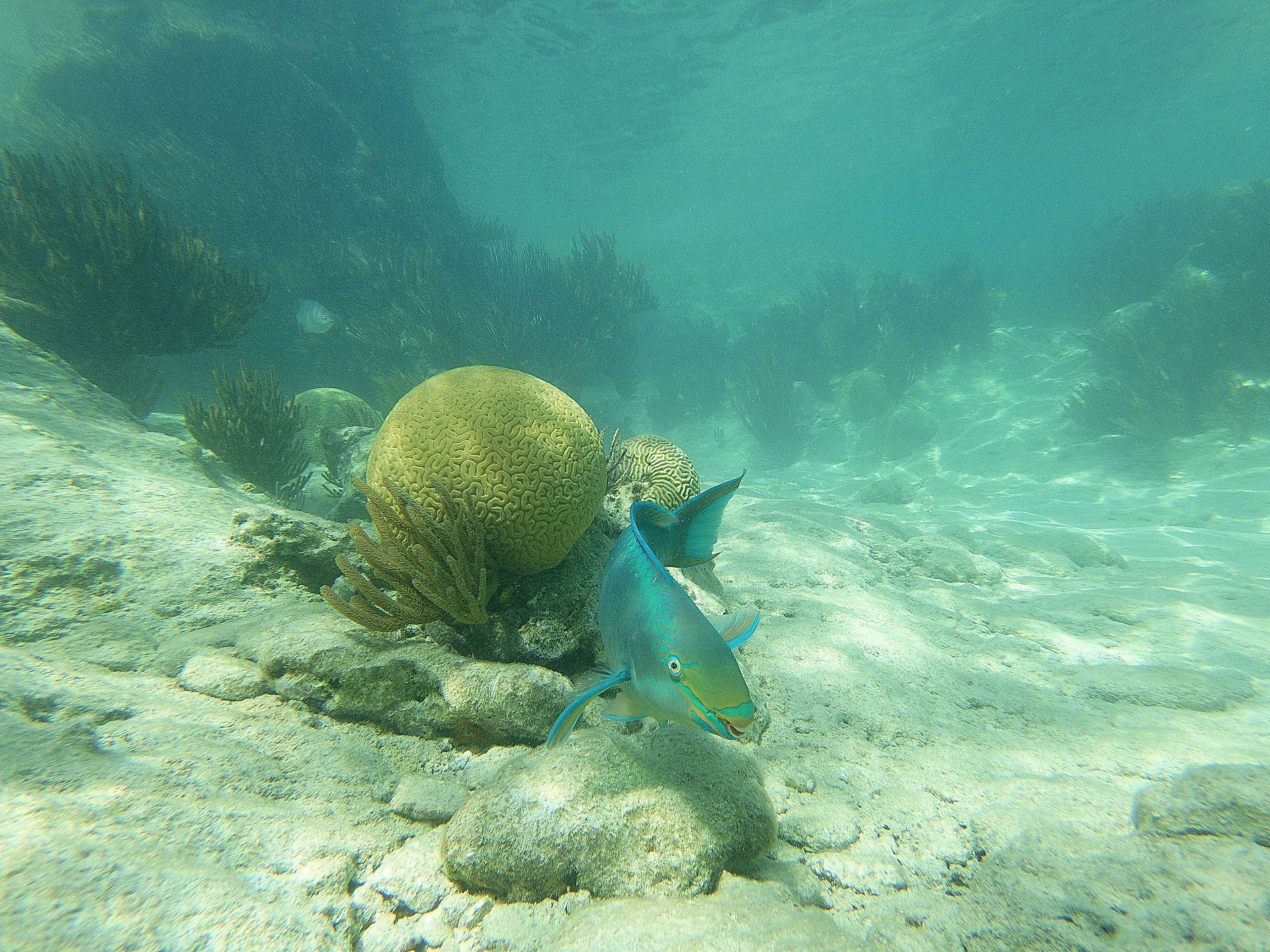 Parrotfish