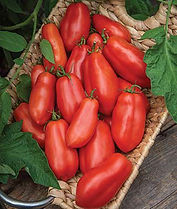 san marzano.jpeg