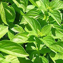 lemon basil.jpeg