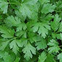 parsley.jpeg
