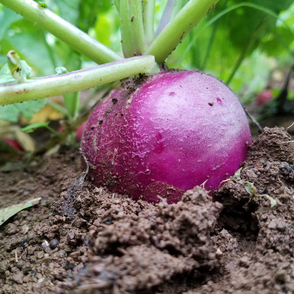 Salad Days Farm photo