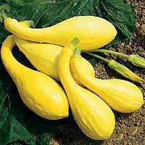 yellow squash.jpeg