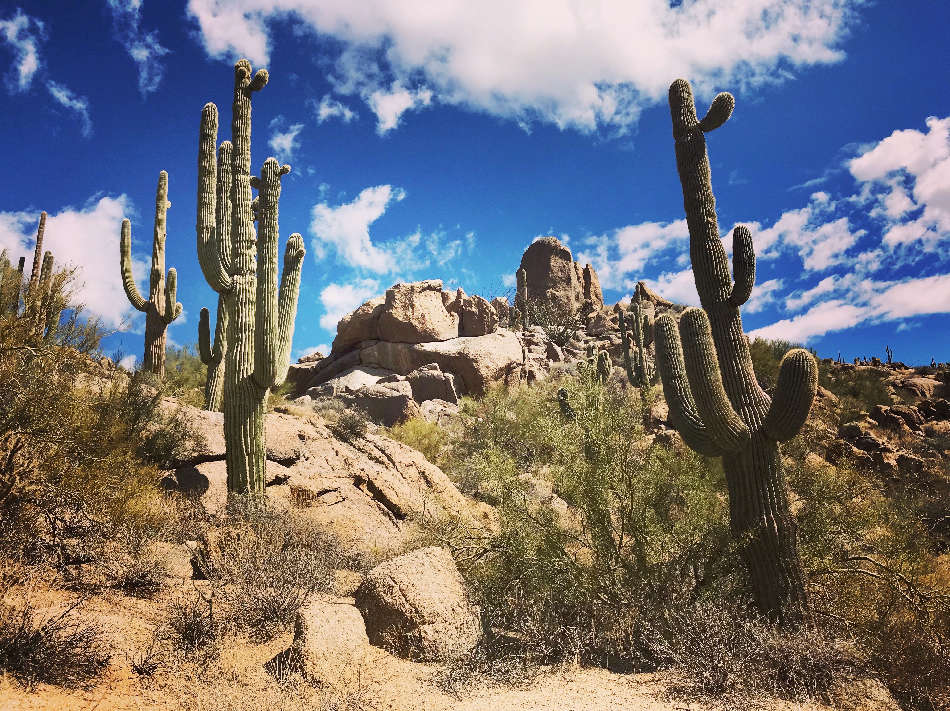 Hike the Sonoran desert preserve