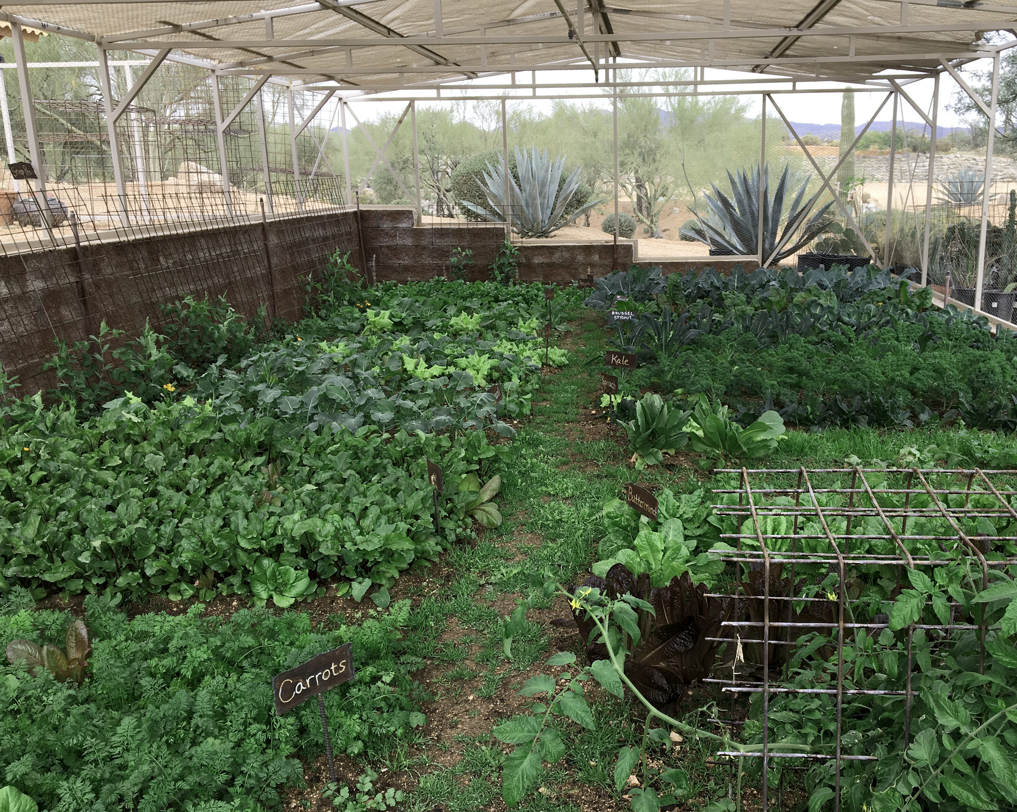 Organic vegetable garden