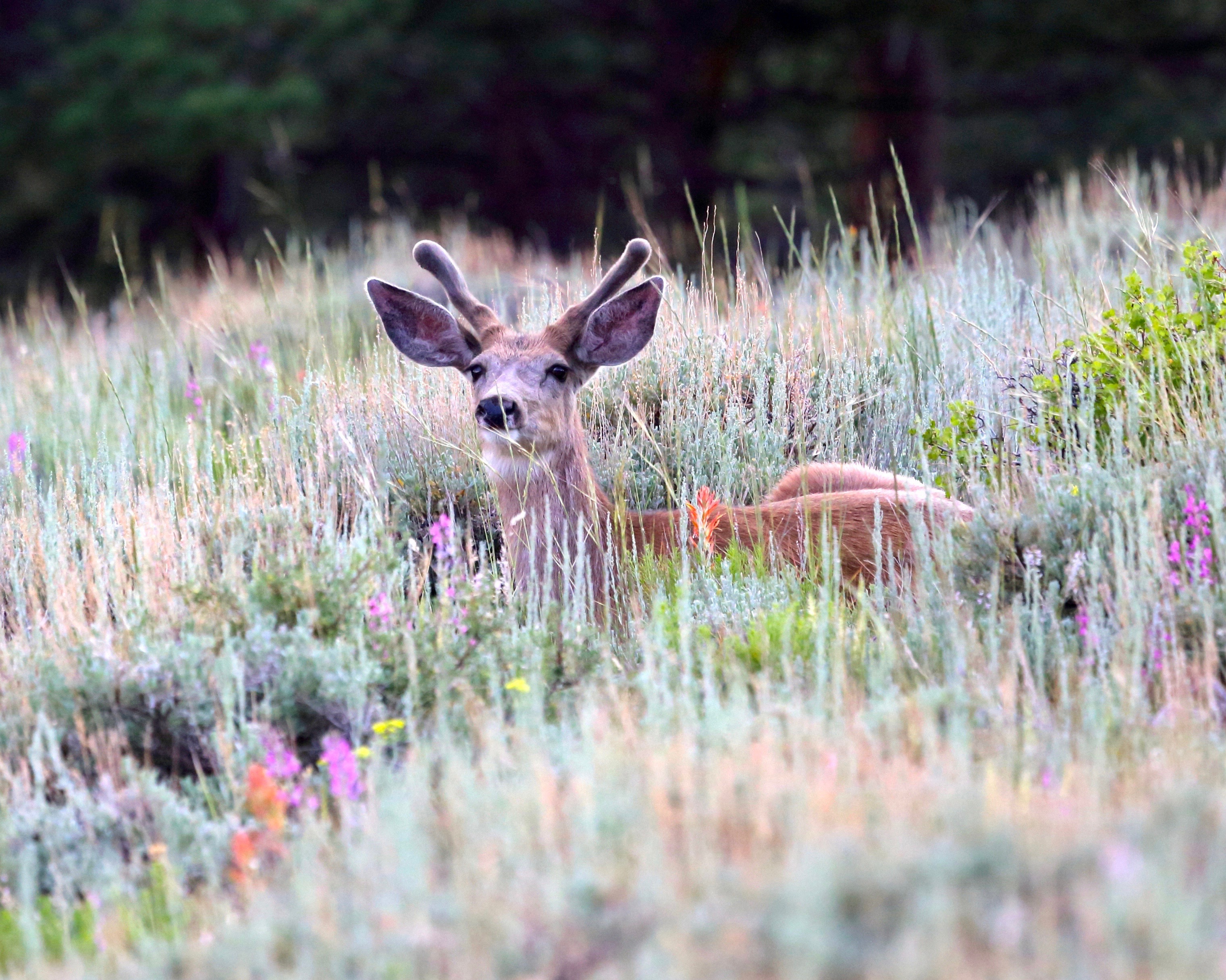 keep your eyes peeled for wildlife!