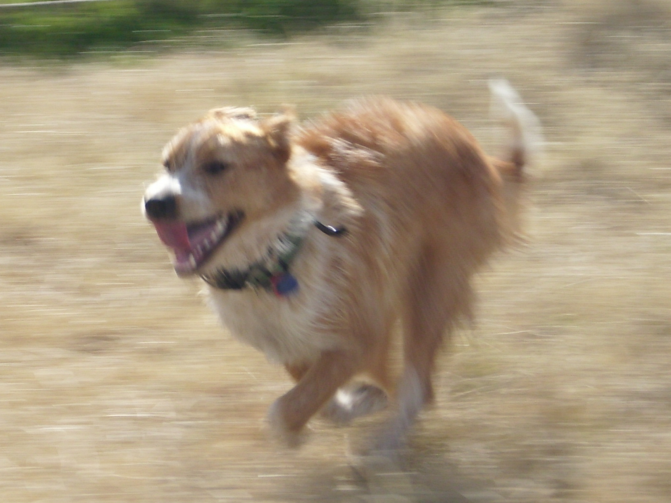 Grace the camp dog host