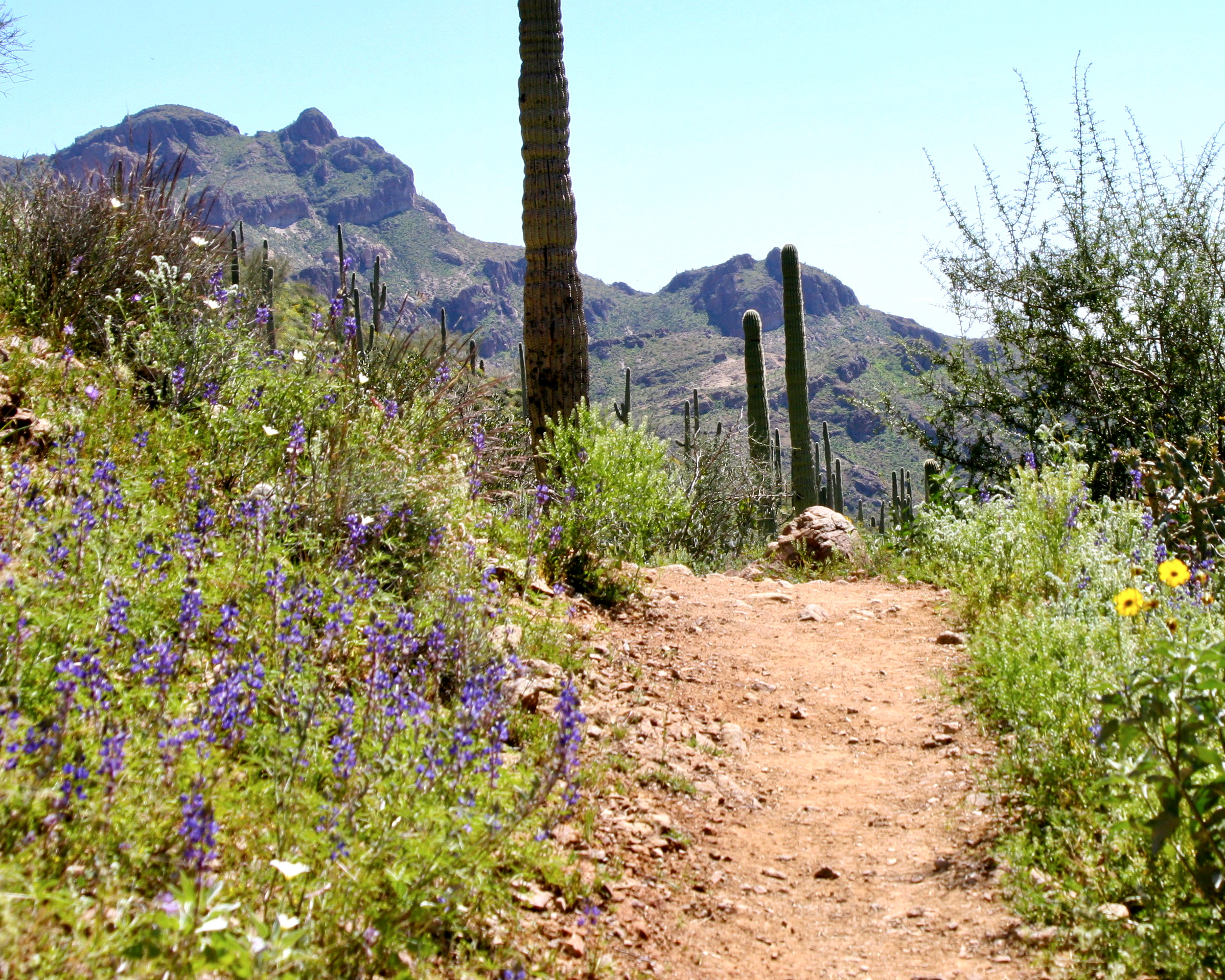 amazing hiking right out the back..