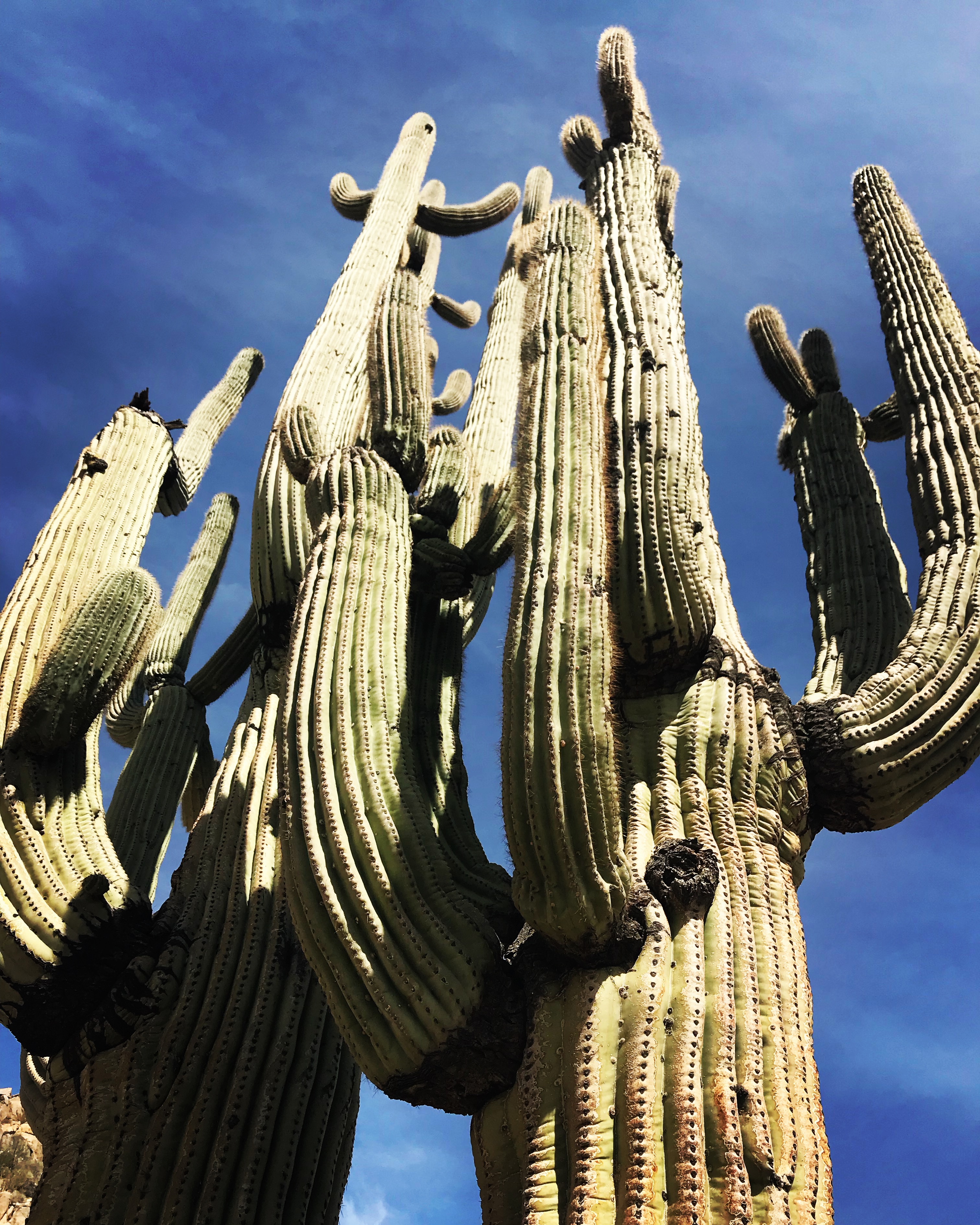 saguaro cactus