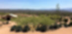 Trees and mountains