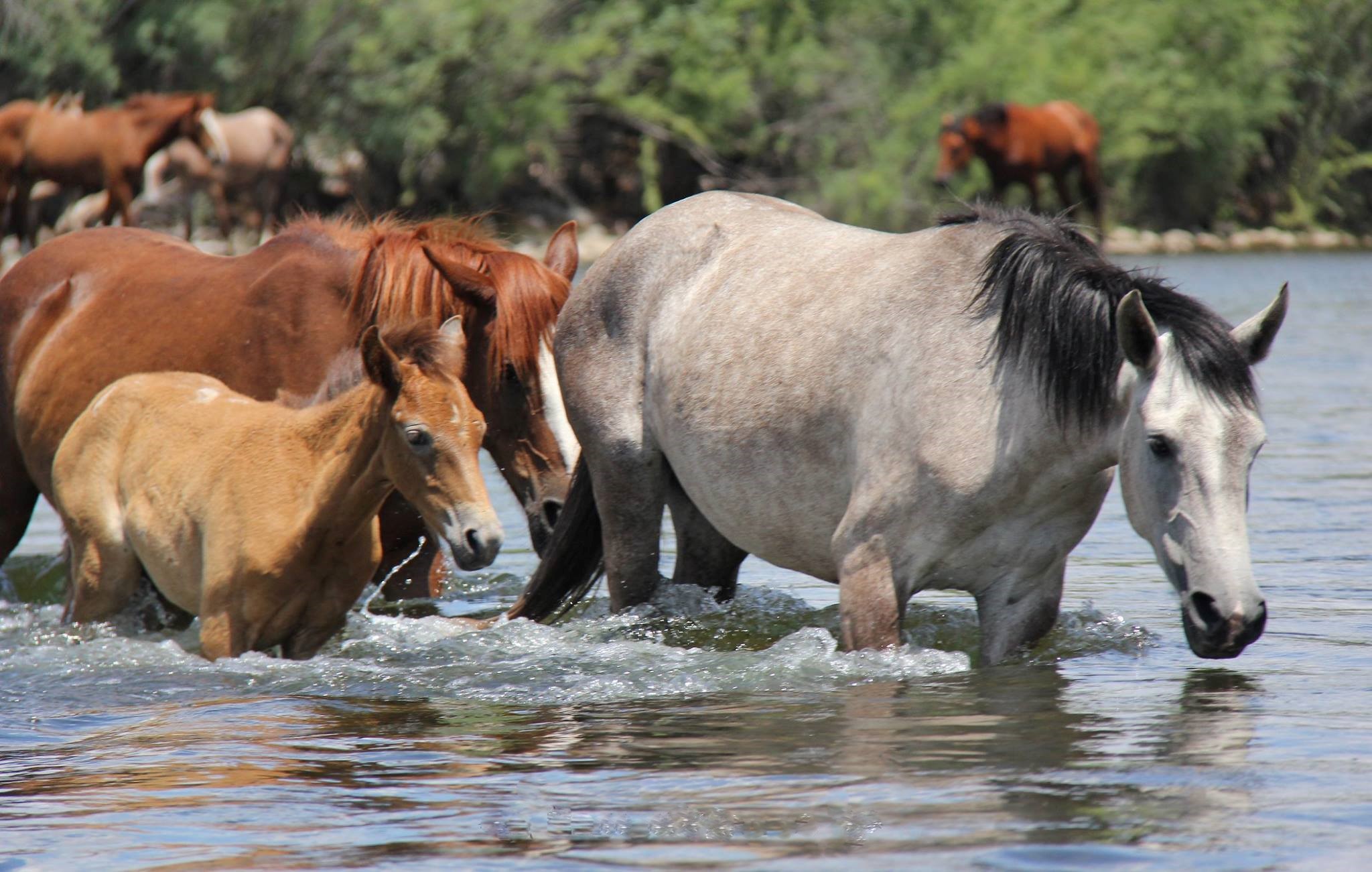 Wild horses at Verde river