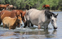 Wild horses at Verde river