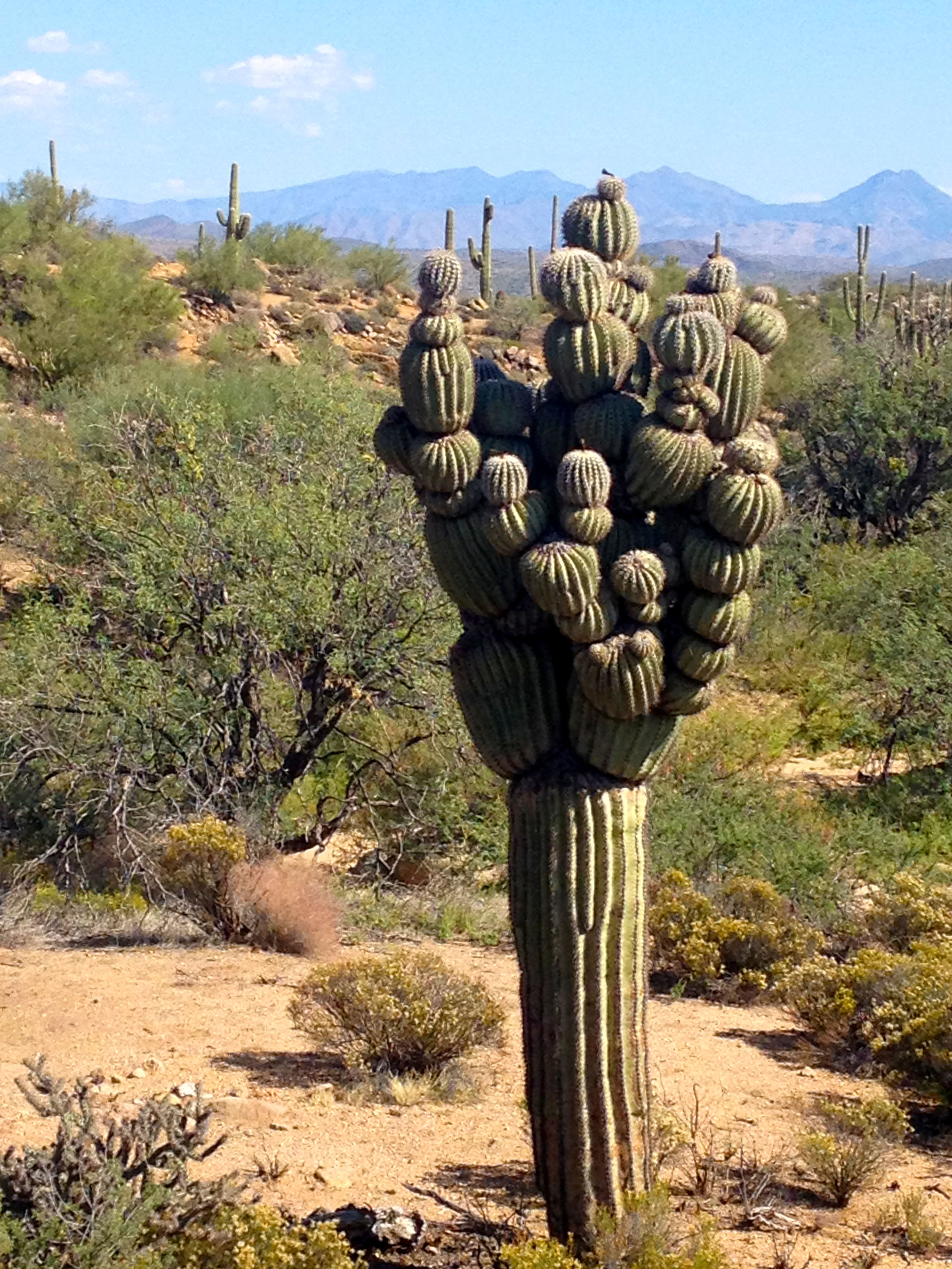 Michelin Man saguaro cactus