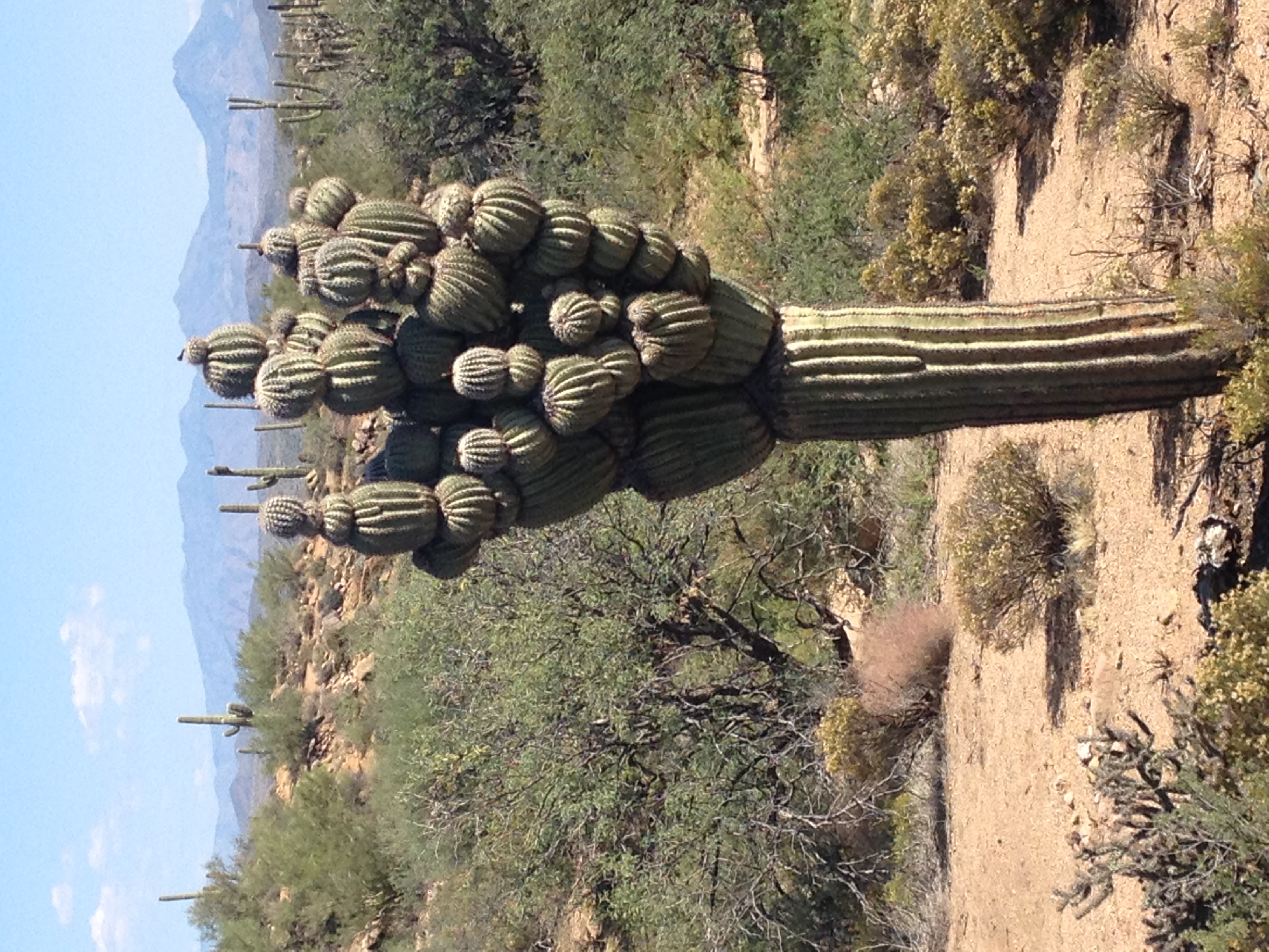 Michelin Man Saguaro