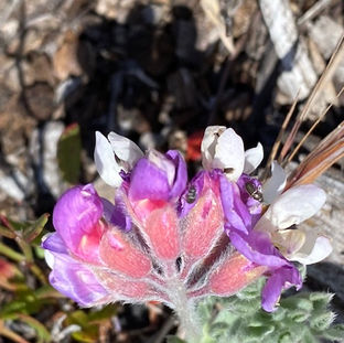 Lathyrus, Silky Beach Pea.jpg