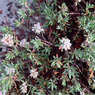 Polygonum paronychia Dune Knotweed, Black Knotted, and Beach Knotweed.jpg