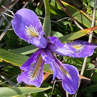 Iris douglasiuna  Douglas Iris.jpg