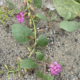 pink sand verbena.. on Navarro Beach.jpg
