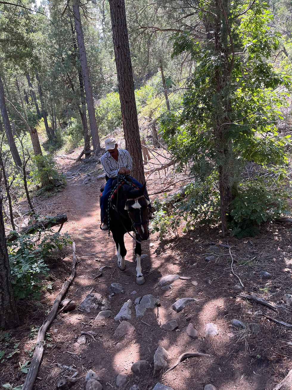 Faulty Trail No. 195