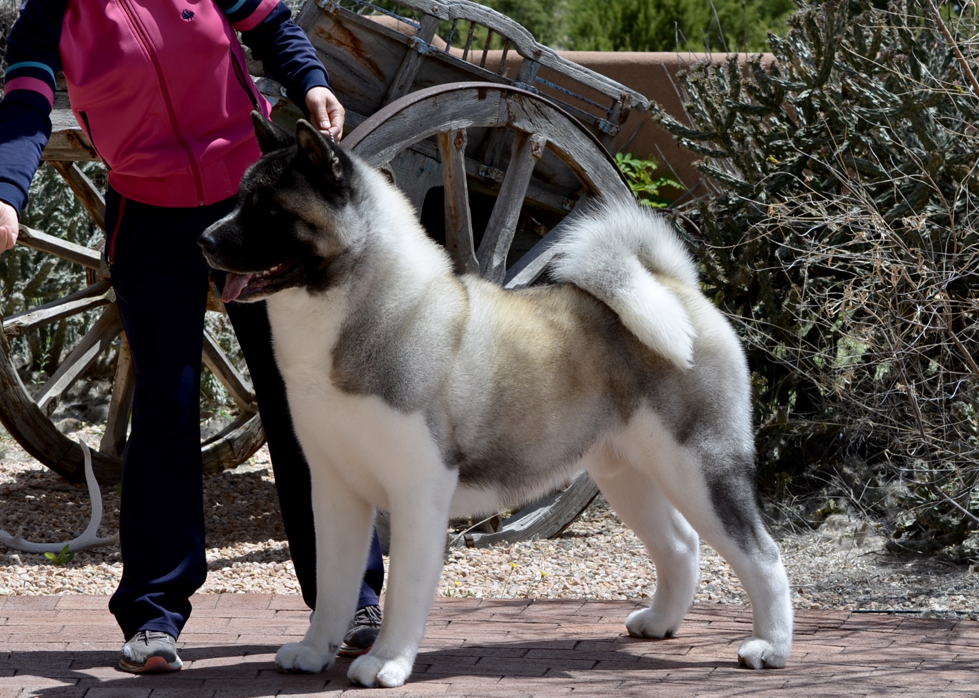 black canyon akitas