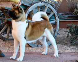 Caisson @ 5 Years