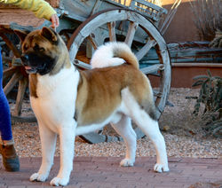 Caisson @ 5 Years