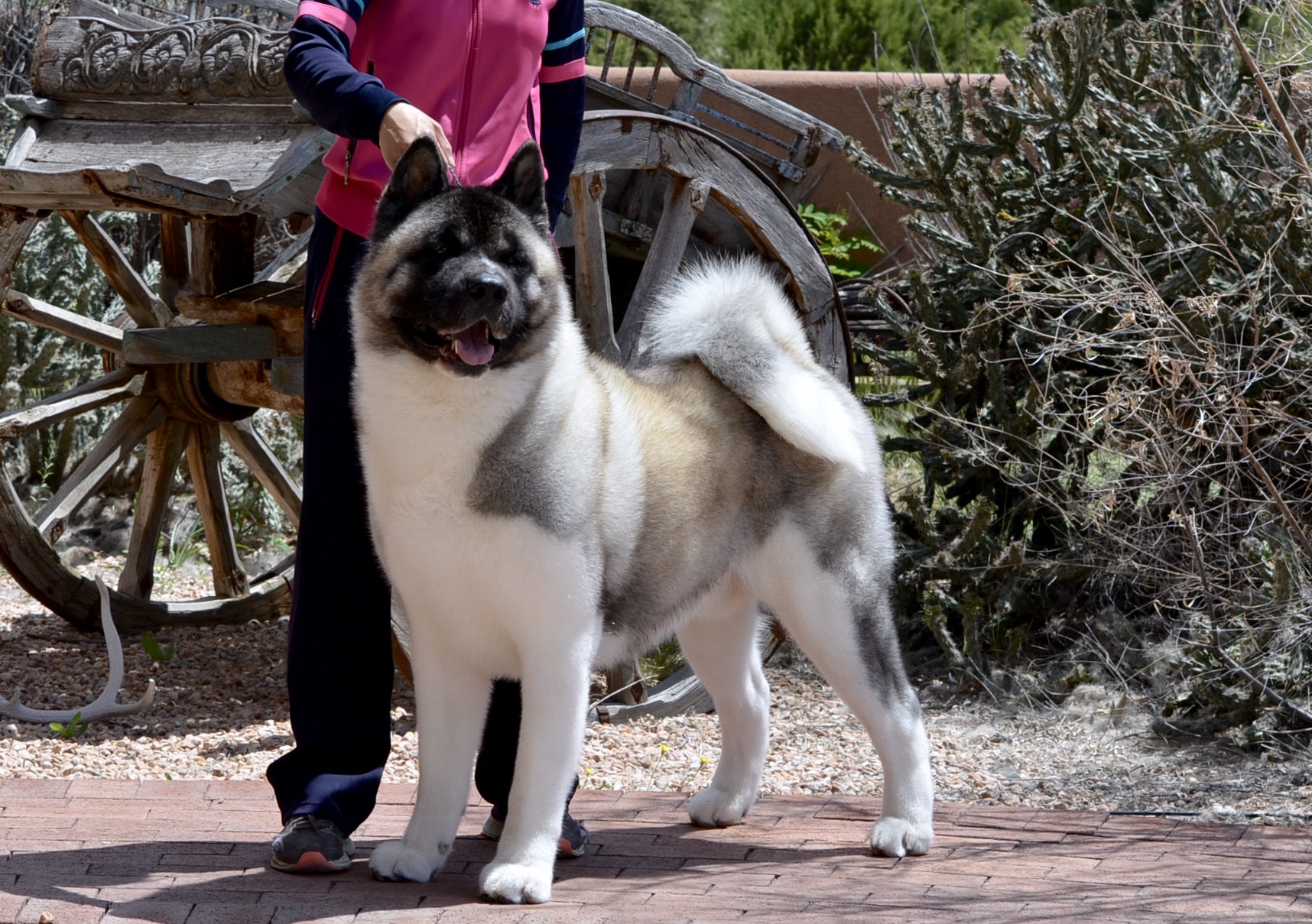 black canyon akitas