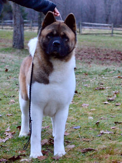 Caisson @ 4 Years