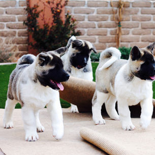 Different Stages of Puppy Development by Mr. William Campbell