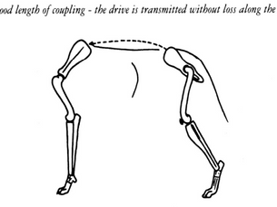 Construction and Movement in The Dog