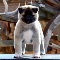 Kush @ 7 Weeks