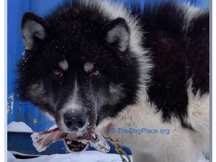 Low Thyroid Hormone: Canine Plague