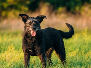 Big Dogs Face More Joint Problems if Neutered Early