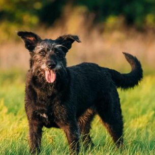 Big Dogs Face More Joint Problems if Neutered Early