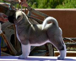 Zena (F) @ 7.5 Weeks