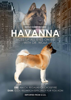 Havanna Ad
