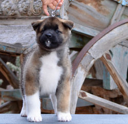 Saffron @ 7 Weeks