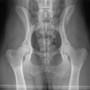 X-ray Positioning in OFA Hip Dysplasia Grading: The Devil is in the Details