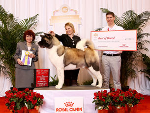 In Search of The Perfect Stud Dog