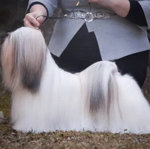 Ten Stud Dog Rules. - By Juha Kares