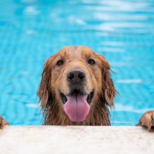 Keep Your Fur Babies Cool in Summer